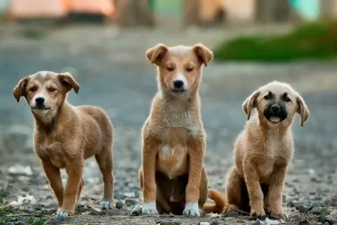 Creare video e foto falsi realistici in stili diversi senza effettivamente girarli.